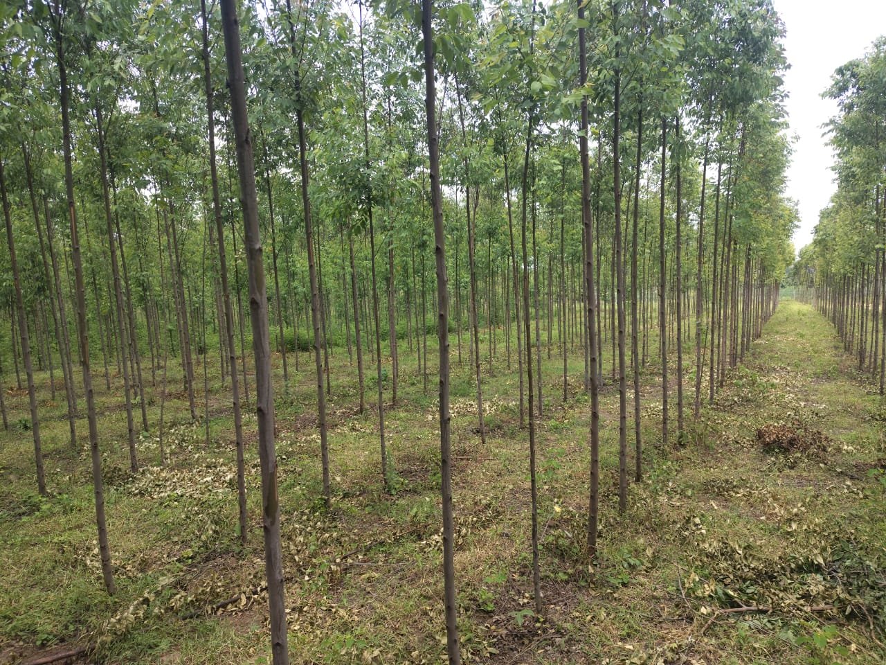 Plantation and environmental care around MKM operations