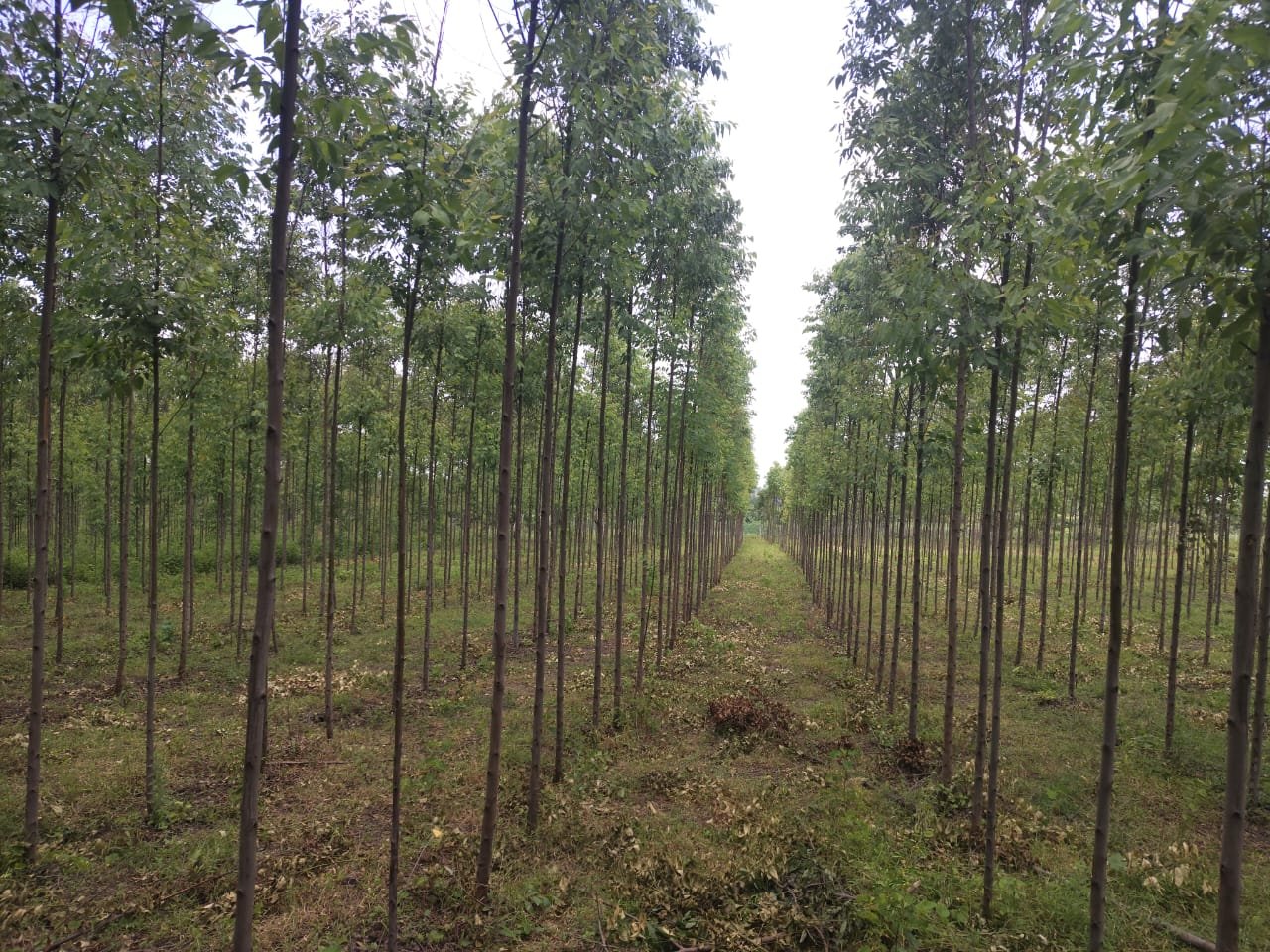 Environmental plantation around Murlikrishna Minerals
